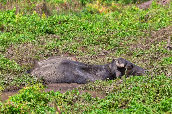 Ein Wasserbüffel Genießt Seine Zeit Einem Schlammteich Auf Der Faszinierenden — Stockfoto