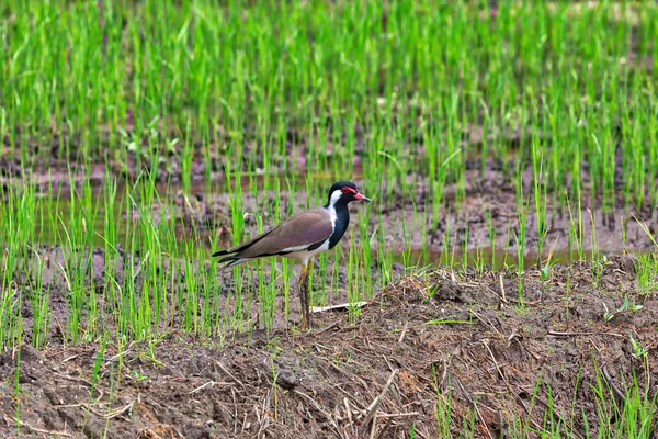 An exotically bird, red lapwing, is standing in a green rice field on the fascinating tropical island Sri Lanka in the Indian Ocean