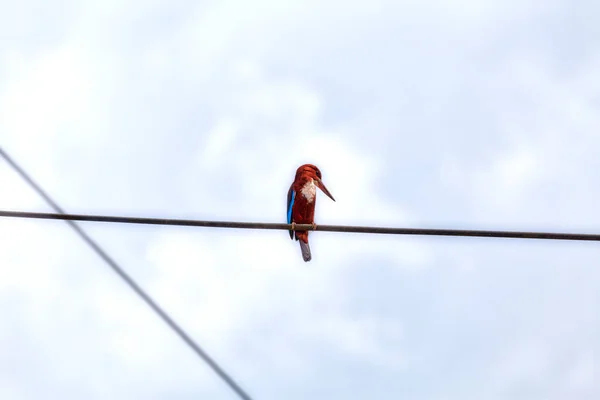 King Fisher Tropisk Fågel Sitter Kraftledning Och Undersöker Vackra Landskap — Stockfoto