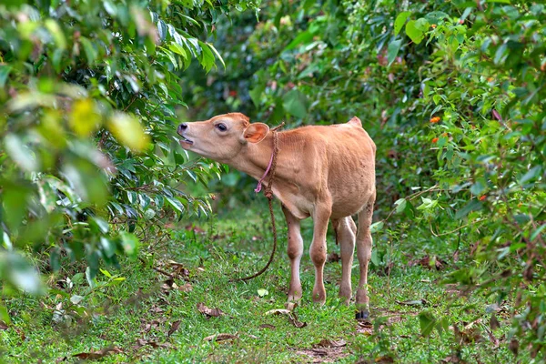 Bir bebek inek yiyor büyüleyici tropikal vahşi doğada tarçın bir çalı üzerinden yapraklar Sri Lanka Hint Okyanusu Adası