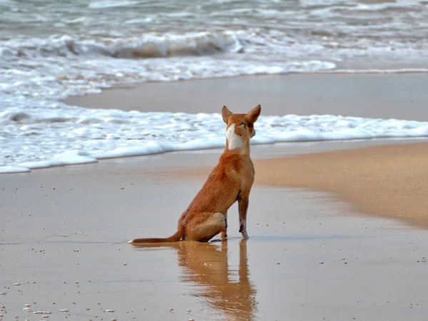 Bir plaj köpek Hikkaduwa Hint Okyanusu'nda dalgalar üzerinde büyüleyici tropik sahilde oturuyor ada Sri Lanka ve hamamlar