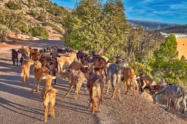 Herd of goats in the mountains of Morocco near Agadir, an African country on the Atlantic Ocean clipart
