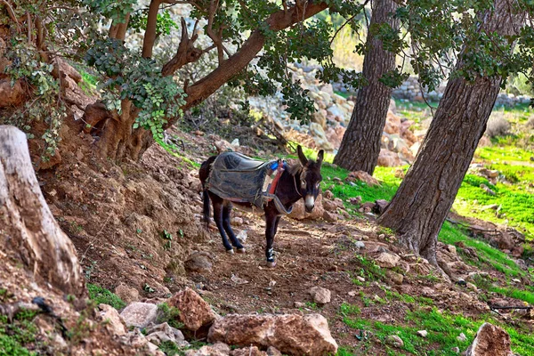 Fas, bir Afrika ülkesi Atlas Okyanusu üzerinde bir dağ köyü kenarına bir katır standları
