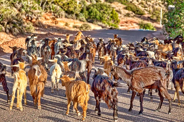Ziegenherde Den Bergen Marokkos Der Nähe Von Agadir Einem Afrikanischen — Stockfoto