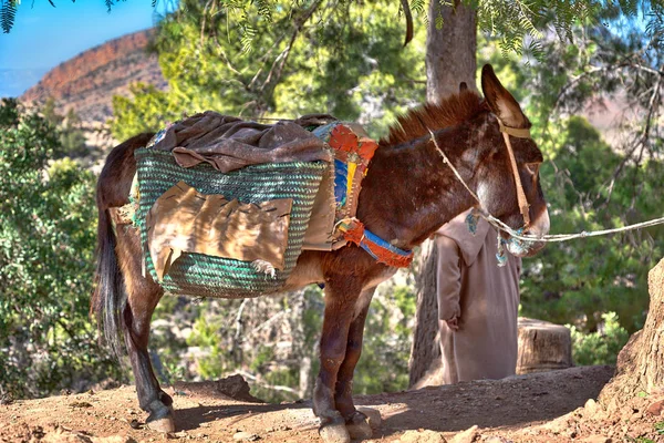 Mule Stands Edge Mountain Village Morocco African Country Atlantic Ocean — Stock Photo, Image