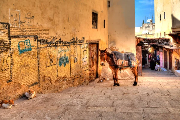 Bir katır ve iki kedi Fes Fas Afrika ülkede sokakta dinlenme ve sessizlik sahiptir
