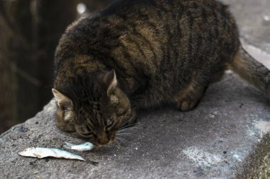 Alabalık, Odessa, Ukrayna aç yolunu yitirmek kedi yiyor