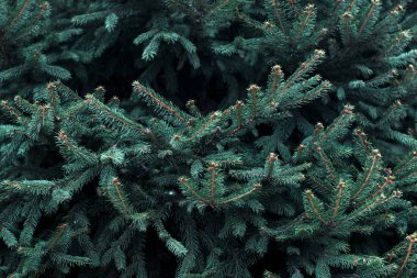 Mavi ladin fotoğraf dalları. kapatın. serbest metin alanı 