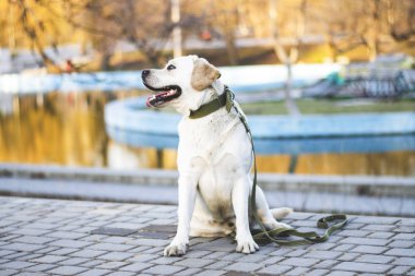 bir erkek beyaz labrador bir oturma pozisyonda fotoğrafı