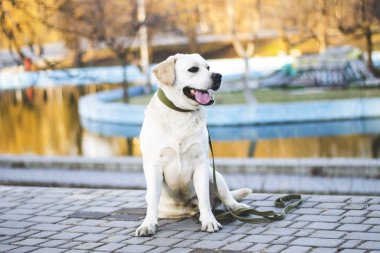 bir erkek beyaz labrador bir oturma pozisyonda fotoğrafı
