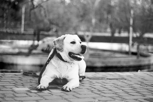 black and white photo of a male white labrador lying down