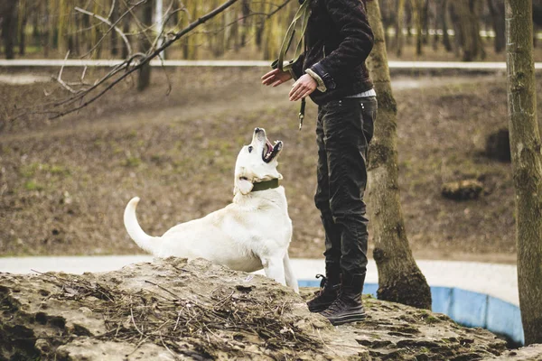 Dressage Chiens Dans Parc — Photo