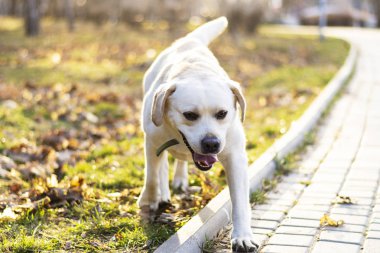 Beyaz labrador retriever yürüyüş