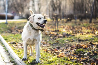 Labrador Retriever çim, Odessa, Ukrayna çalışan
