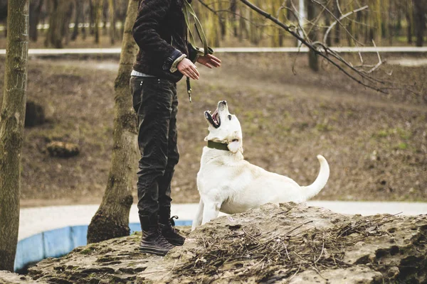 Dressage Chiens Dans Parc — Photo