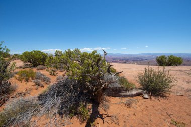 Grand View Point yakınlarındaki ağaçlar Canyonlands Ulusal Parkı, Moab, Utah, ABD.