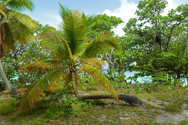 Verbogene Palme Der Trunk Bay Virgin Islands National Park Auf — Stockfoto