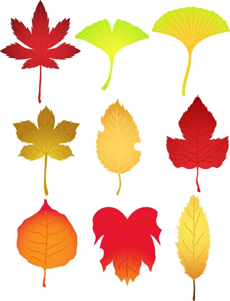 Realistic Elegant Autumn leaves set — Stock Vector