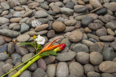 Granit blokları yerleştirilmiş çiçekler