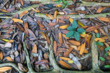 renkli yaprakları arka plan