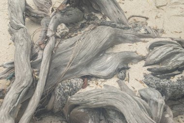 Sahilde büyük ağaç köklerinin