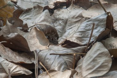 Bodhi yaprak o sonbahar yere çok yakın çekimler
