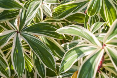 yaprak yeşil arka plan