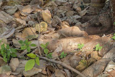Bodhi ağacı altında öğleden sonra düştü Boodhi yaprak zaman