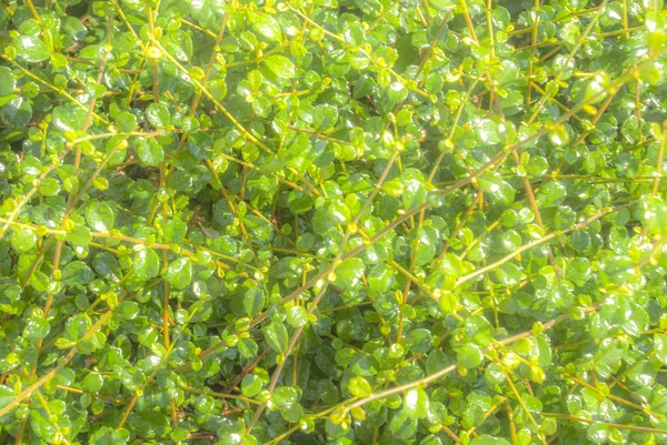 Grönt blad bakgrund — Stockfoto