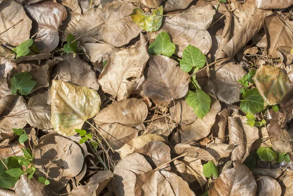 Sok közeli felvételek Bodhi levél azon az őszön az emeleten — Stock Fotó