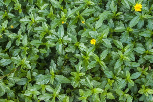 Fondo de hojas verdes El concepto de naturaleza — Foto de Stock