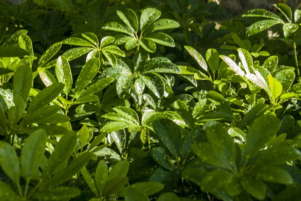 Green leaf background — Stock Photo, Image