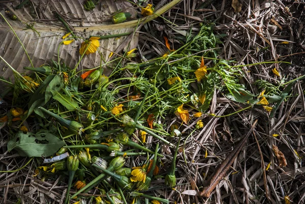 Crisantemo que cayó al suelo — Foto de Stock