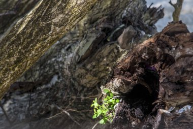 Sabah güneşi oluyor küçük ağaç