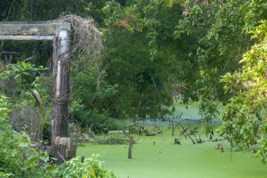 Yosun ile dolu kanal