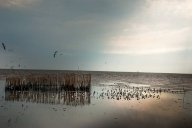 Sahilde koşan martı. Sahilde yürüyen beyaz kuşların doğal mavi su arka planına yakın görüntüsü..
