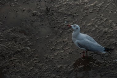 Bang Pu Beach, Tayland üzerinde tek başına duran martılar görüntüleri
