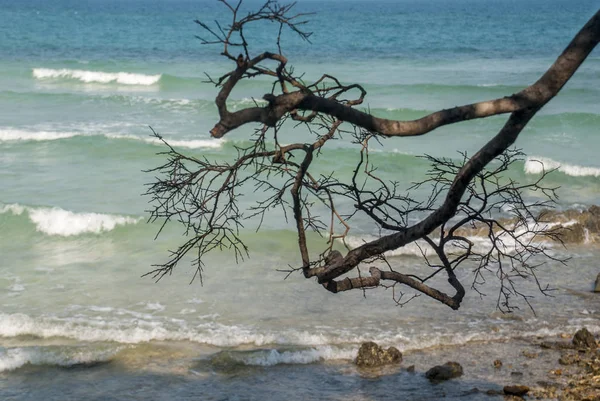 Ramas del árbol archivadas Ir al mar —  Fotos de Stock