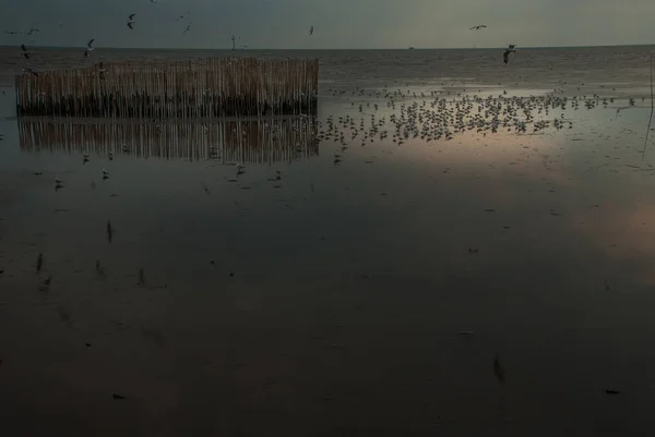 Mås Körs Stranden Närbild Vita Fåglar Måsar Promenader Vid Stranden — Stockfoto