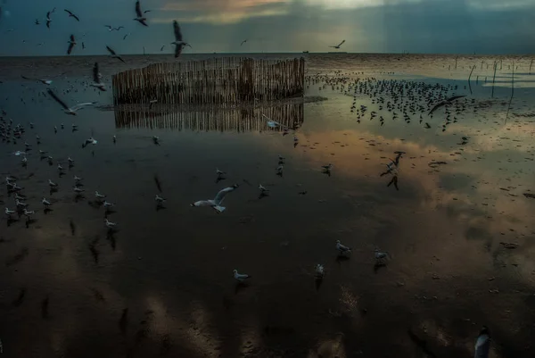 Seagull Running Shore Close View White Birds Seagulls Walking Beach — Stock Photo, Image