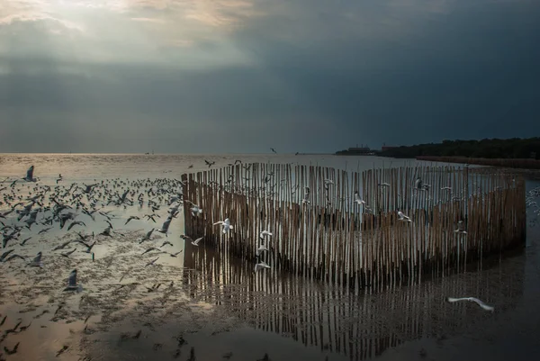 Ver também as gaivotas-de-galinha-das-vésperas-de-vésperas — Fotografia de Stock