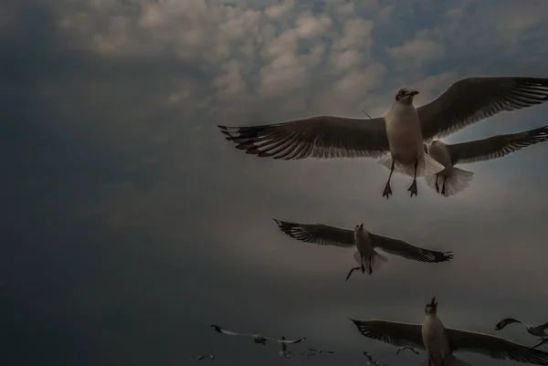 Ver também as gaivotas-de-galinha-das-vésperas-de-vésperas — Fotografia de Stock