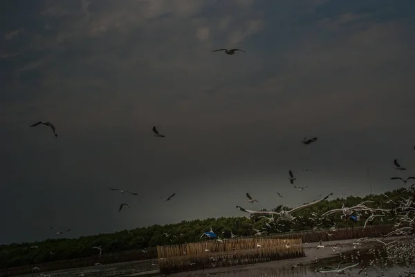 Viele Möwen Fliegen Während Des Sonnenuntergangs Zurück Zum Nest — Stockfoto