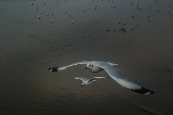 Many Seagulls Flying Back Nest Sunset — Stock Photo, Image
