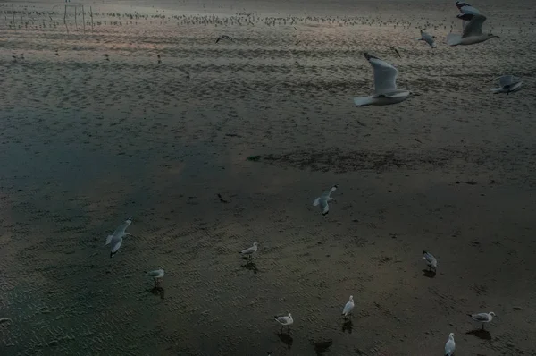 Vele Meeuwen Vliegen Terug Naar Het Nest Tijdens Zonsondergang — Stockfoto