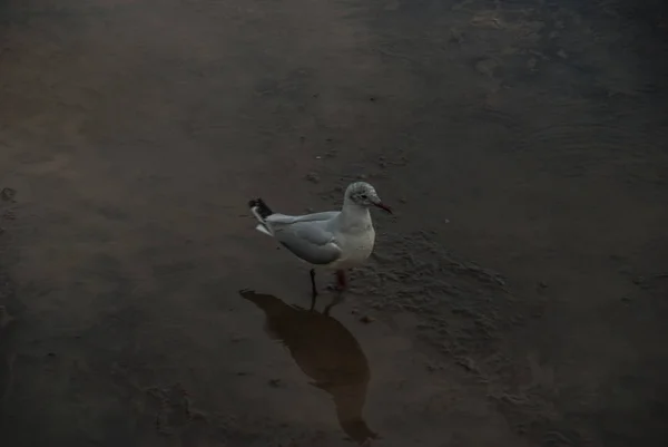 Voir la liste des goélands et mouettes de la côte de la Colombie-Britannique — Photo