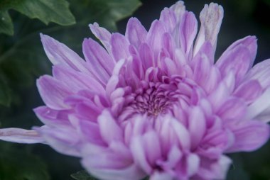 pembe krizantem Close-Up