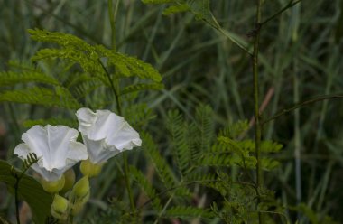 güzel beyaz çiçekler