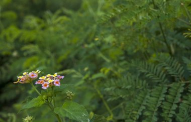 Bahçede pembe ve sarı lantana camara çiçek