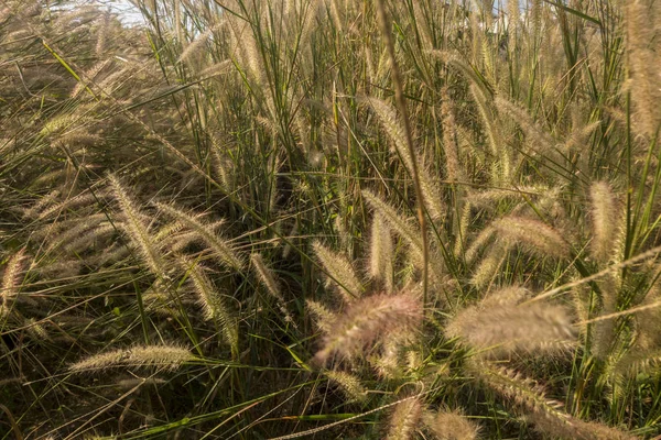 Fond de fleurs d'herbe jaune — Photo